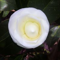 Christine Pearson Photo 24