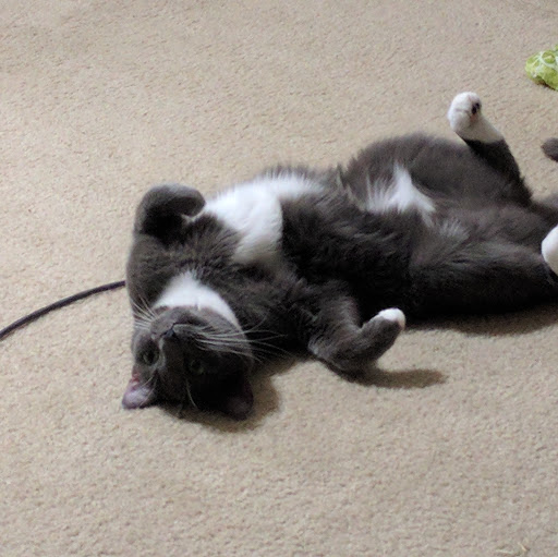 Pamela Collins Photo 11