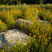 Susan Grow Photo 4