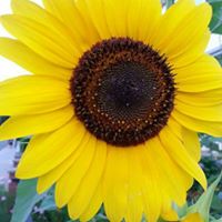 Shawn Rowlands Photo 11