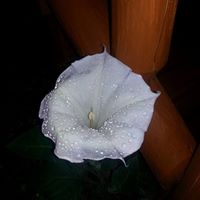 Christopher Conley Photo 29