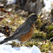 Robin Long Photo 33