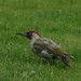 Russell Nutt Photo 7