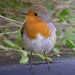 Robin Harbour Photo 7