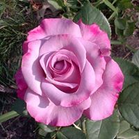 Bruce Rhoads Photo 4