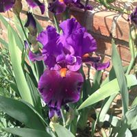 Nancy Donovan Photo 18