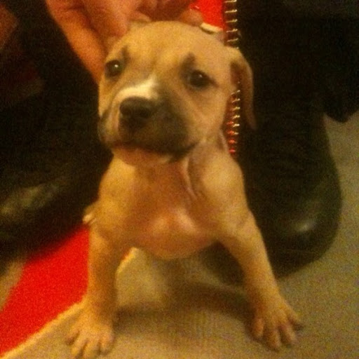 Angelo Quiles Photo 11