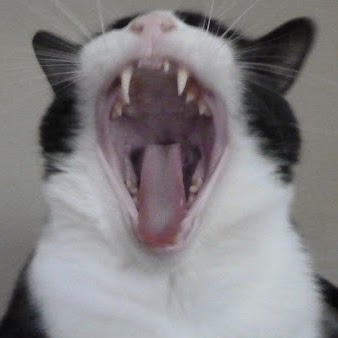 Christopher Hebert Photo 15