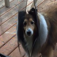 David Dalzell Photo 40