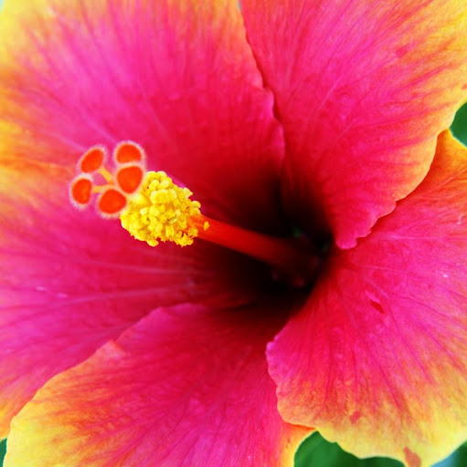 Denise Rodgers Photo 17