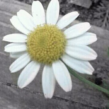 Sharon Davenport Photo 18