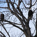 Susan Ramey Photo 37
