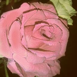 Anna Fitzpatrick Photo 16 Anna Fitzpatrick Photo 16