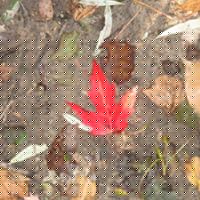 Shannon Sinclair Photo 25