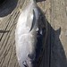 Michael Detmer Photo 15