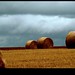 Rochelle Fields Photo 23