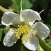 Abraham Lang Photo 1