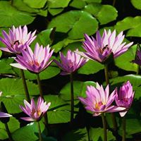 Ching Tsai Photo 19