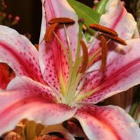 Theresa Conner Photo 12