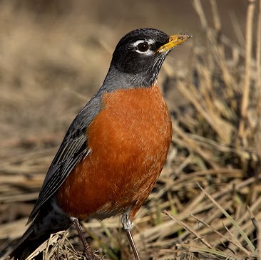 Robin Cronin Photo 6