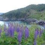 Susan Mccausland Photo 3