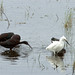 Barbara Wheeler Photo 37