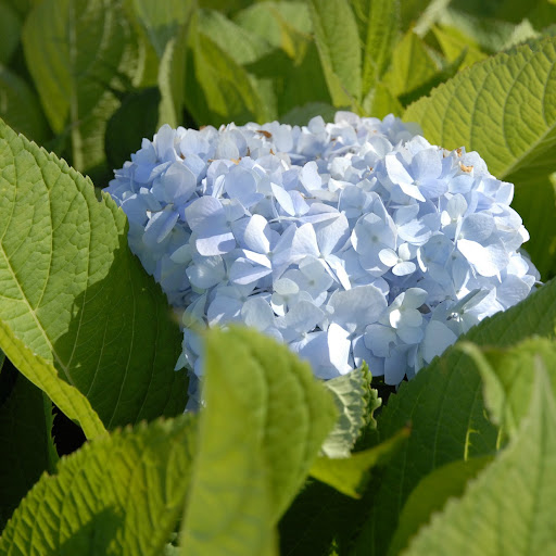 Carol Norton Photo 42