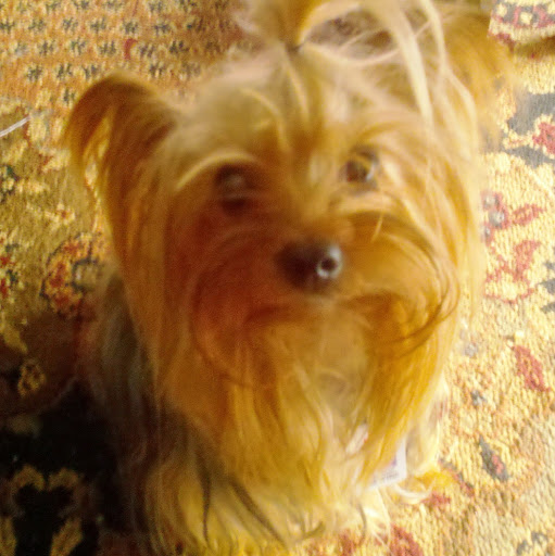 Michele Powers Photo 18