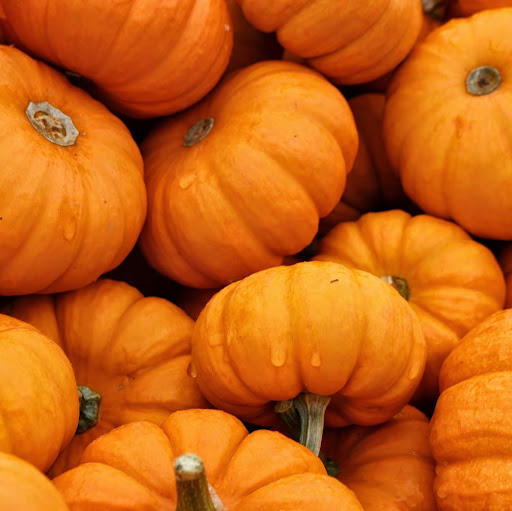 Scott Conrad Photo 11