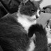 Beulah Short Photo 6