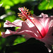 Nita Rose Photo 14