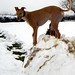 Amber Snow Photo 10