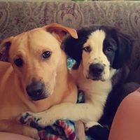 Phil Elliott Photo 33