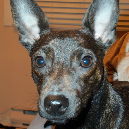 Diane Pearce Photo 7