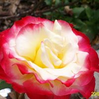 Cheryl Mcdowell Photo 15