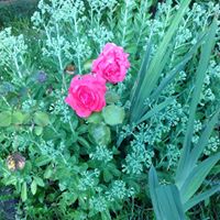 Nellie Butcher Photo 2