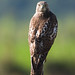 Michael Hawk Photo 35