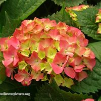 Linda Bentley Photo 25