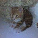 Henry Potts Photo 10