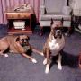 Jim Abraham Photo 44