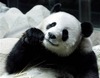 Yang Zhang Photo 31