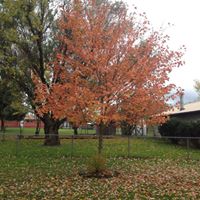 Traci Albright Photo 8