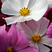 Martha Shaw Photo 12