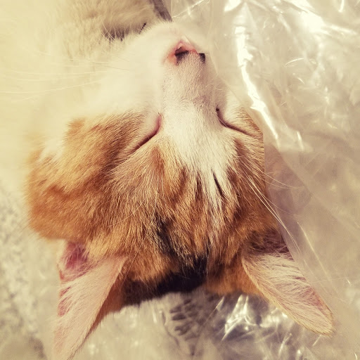 Victoria Owens Photo 13