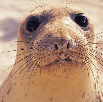 Elizabeth Burch Photo 35 Elizabeth Burch Photo 35