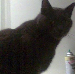 Tracey Tillman Photo 7