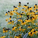 Susan Finch Photo 26
