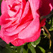 Rose Webster Photo 4