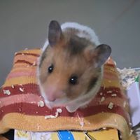 Pao Yuan Photo 2
