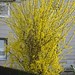 William Forsyth Photo 15